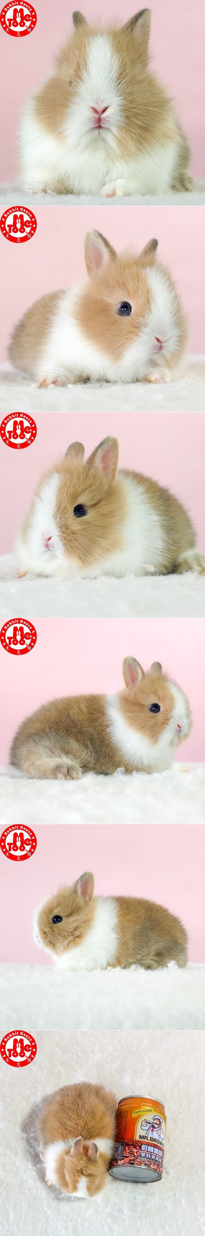 圖檔