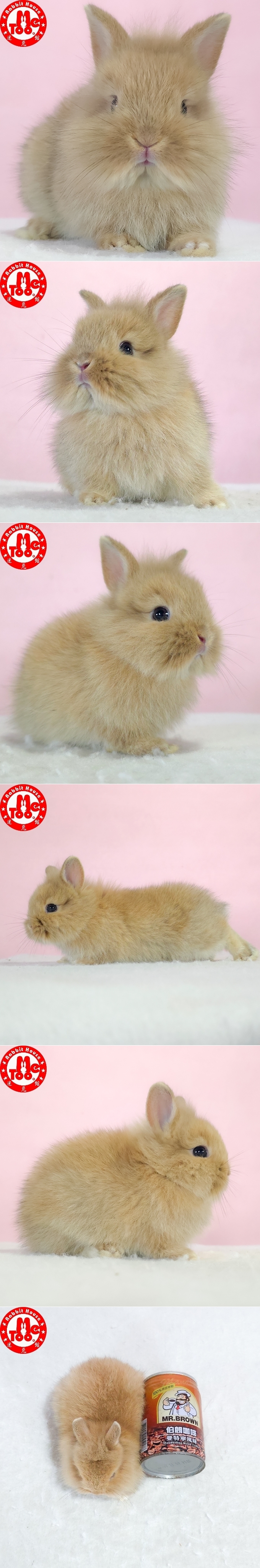 圖檔