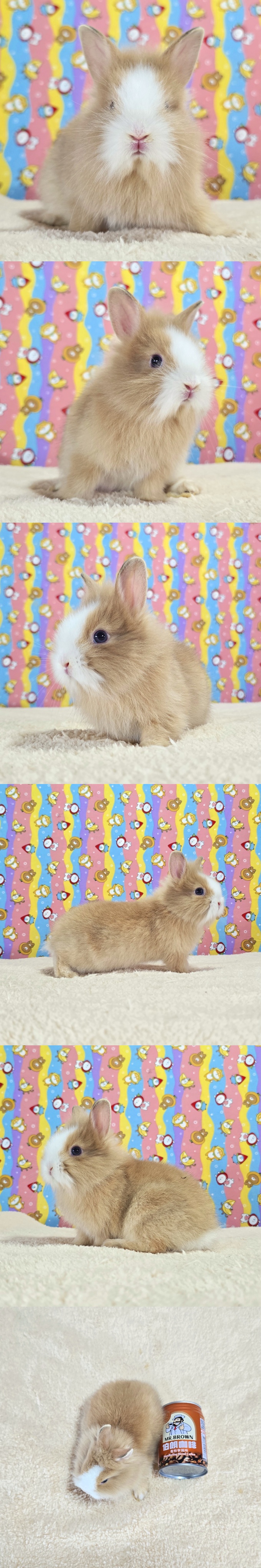 圖檔